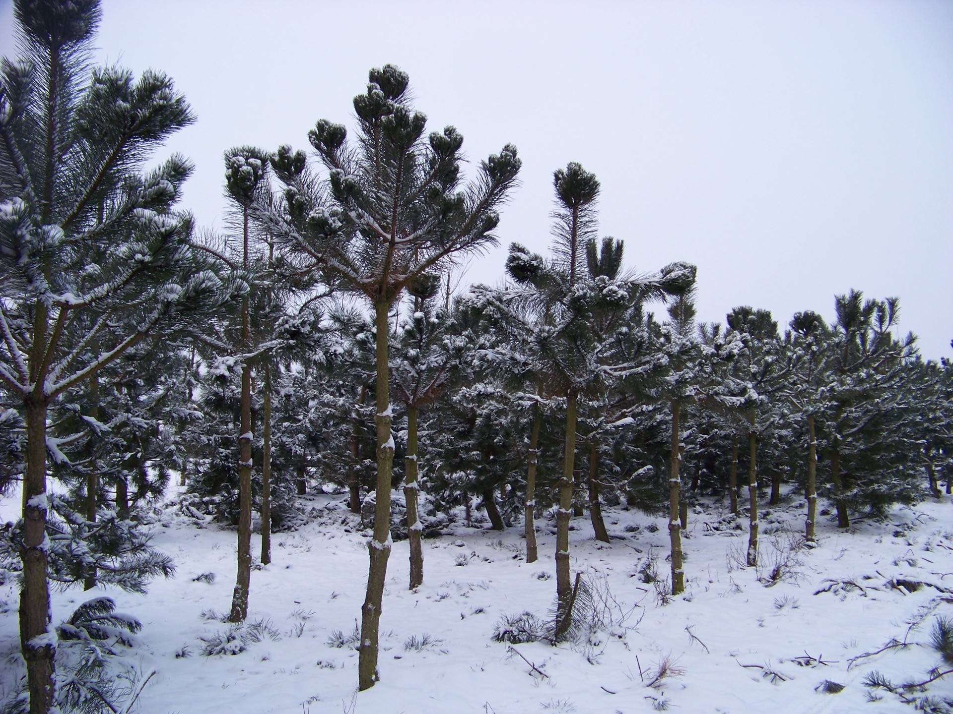 Pinus nigra nigra_10